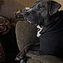 Bubba is registered to the contest to win money with this photo: dog, canine, pet, indoor, couch, furniture, black_clothing, paws, crossed_paws, side_view, looking_away, domestic, companion, mammal, cozy, resting, brown_background, wood_paneling, collar, portrait