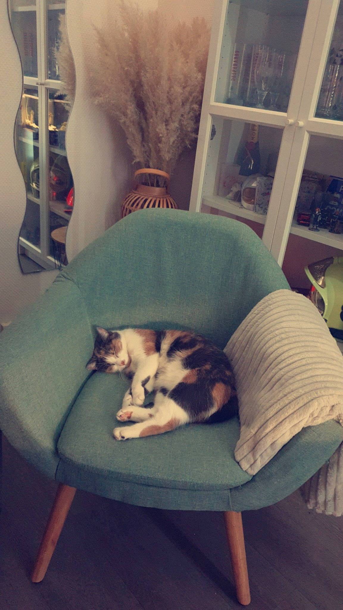 Bounty participe au concours pour gagner de l'argent avec cette photo : carnivore, cat, chair, cloud, comfort, companion_dog, couch, eye, felidae, furniture, head, house, human_body, interior_design, lap, small_to_medium_sized_cats, table, tail, whiskers, wood