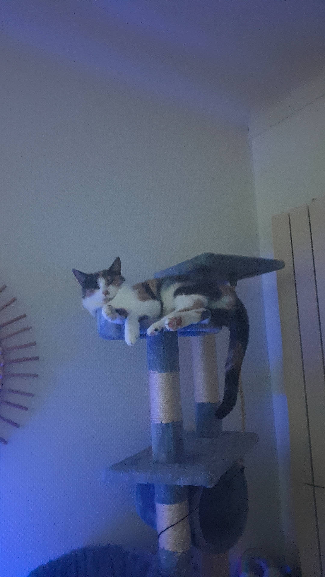 Bounty a rejoint le concours — aidez-le/la à gagner de superbes lots ! art, carnivore, cat, chair, domestic_short_haired_cat, electric_blue, felidae, flooring, fur, hardwood, room, shelf, small_to_medium_sized_cats, stairs, tail, whiskers, wood