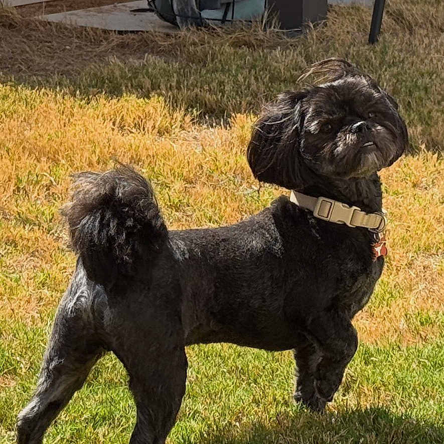 Delores Constancio is registered to the contest to win money with this photo: dog, black_dog, small_dog, fluffy, shaggy, curly_coat, collar, leash, standing, outdoors, grass, sunlight, yard, park, patio, furniture, portrait, animal, pet, focused