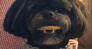 Delores Constancio is registered to the contest to win money with this photo: dog, black_dog, shaggy_fur, collar, tag, tooth, open_mouth, smiling, sitting, portrait, pet, animal, indoor, chair, blanket, cozy, warm_lighting, brown_furniture, close_up, funny_expression