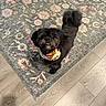 Delores Constancio is registered to the contest to win money with this photo: dog, small_dog, black_dog, pet, canine, bandana, fluffy, curly_tail, standing, looking_up, indoor, rug, floral_rug, wood_floor, home, portrait, adorable, groomed, toy_breed, photography