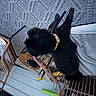 Delores Constancio is registered to the contest to win money with this photo: dog, black_dog, pet, animal, sitting, lying_down, collar, indoor, furniture, wicker_chair, bicycle, home, carpet, gray, black, portrait, casual_photo, rotated_image, household, relaxed
