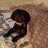 dog, black_dog, pet, animal, collar, tag, bed, bedroom, blanket, quilt, floral, patterned_fabric, indoor, home, sitting, long_hair, dark_fur, portrait, cozy, sleeping_area