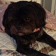 Delores Constancio is registered to the contest to win money with this photo: dog, black_dog, small_dog, fluffy, long_hair, pet, canine, animal, portrait, close_up, lying_down, bed, quilt, bedroom, red_collar, indoors, cozy, dark_fur, relaxed, photography