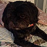 dog, black_dog, small_dog, fluffy, long_hair, pet, canine, animal, portrait, close_up, lying_down, bed, quilt, bedroom, red_collar, indoors, cozy, dark_fur, relaxed, photography