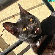 Batty is registered to the contest to win money with this photo: animal, black_cat, cat, close_up, concrete, daylight, ear, face, fur, mouth, nature, nose, outdoor, pet, relaxed, shadow, sunlight, teeth, whiskers, yellow_eyes