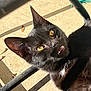 animal, black_cat, cat, close_up, concrete, daylight, ear, face, fur, mouth, nature, nose, outdoor, pet, relaxed, shadow, sunlight, teeth, whiskers, yellow_eyes