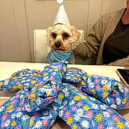 Bruno is registered to the contest to win money with this photo: dog, birthday_hat, blue_bandana, wrapped_presents, floral_wrapping_paper, table, person, indoor, celebration, party, gift, chair, white_wall, painting, seated, curly_fur, light_brown_dog, human_arm, casual_clothing, festive