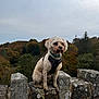 Bruno is registered to the contest to win money with this photo: dog, curly_hair, harness, stone_wall, outdoor, autumn, trees, forest, cloudy_sky, leash, nature, pet, animal, sitting, mammal, fur, landscape, quiet, scenic, daytime