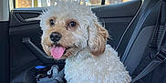Bruno joined the competition — help win amazing prizes! dog, car, pet_carrier, curly_fur, white_dog, happy, tongue_out, seatbelt, window, suburban_house, daylight, interior, backseat, vehicle, smiling_dog, mesh, safety, domestic_animal, cute, companion