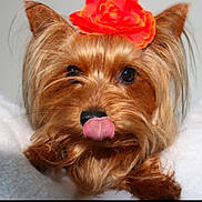 Pooky participe au concours pour gagner de l'argent avec cette photo : dog, small_dog, tongue_out, flower_crown, orange_flower, long_fur, silky_fur, pet, cute, adorable, resting, white_blanket, close_up, animal, canine, fur, ears, black_nose, indoor, portrait