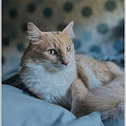 Twix participe au concours pour gagner de l'argent avec cette photo : cat, cream_cat, white_fur, animal, pet, indoor, resting, feline, soft_fur, close_up, portrait, whiskers, ears, green_eyes, laying_down, cozy, blurred_background, domestic_cat, cute, calm