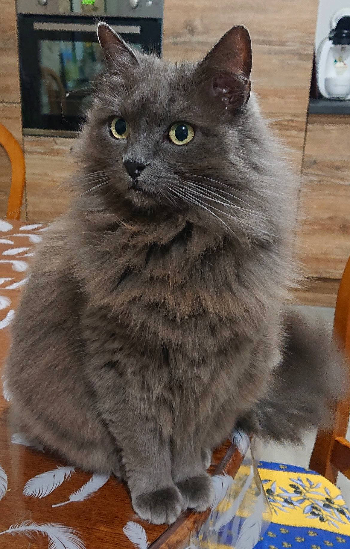 Grisette participe au concours pour gagner de l'argent avec cette photo : black_cat, british_longhair, carnivore, cat, chartreux, claw, domestic_short_haired_cat, felidae, fur, grey, small_to_medium_sized_cats, snout, tail, terrestrial_animal, whiskers, window