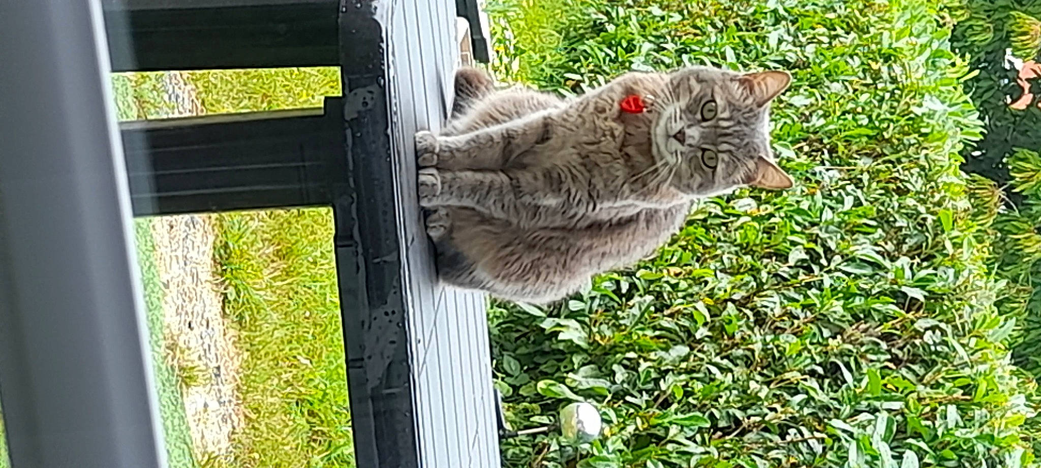 Grisette participe au concours pour gagner de l'argent avec cette photo : carnivore, cat, domestic_short_haired_cat, fawn, felidae, fur, grass, groundcover, herb, plant, small_to_medium_sized_cats, snout, tail, terrestrial_animal, tree, trunk, whiskers, wildlife, wood