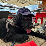 Tyson a rejoint le concours — aidez-le/la à gagner de superbes lots ! black_dog, canine, cap, casual, daytime, dog, leash, legs, outdoor, patio, red_furniture, relaxing, resting, shoes, summer, sun_protection, sunglasses, tongue_out, umbrella, wooden_deck