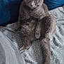 Titus participe au concours pour gagner de l'argent avec cette photo : cat, gray_cat, pet, animal, indoor, cushion, blanket, furniture, relaxed, sitting, fur, tail, paw, cute, mammal, cozy, home, resting, pattern, blue