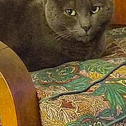 Titus participe au concours pour gagner de l'argent avec cette photo : cat, gray_cat, furniture, chair, cushion, patterned_fabric, indoor, pet, animal, wood, feline, relaxed, closeup, face, ears, whiskers, looking, domestic, cozy, calm