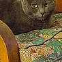 cat, gray_cat, furniture, chair, cushion, patterned_fabric, indoor, pet, animal, wood, feline, relaxed, closeup, face, ears, whiskers, looking, domestic, cozy, calm