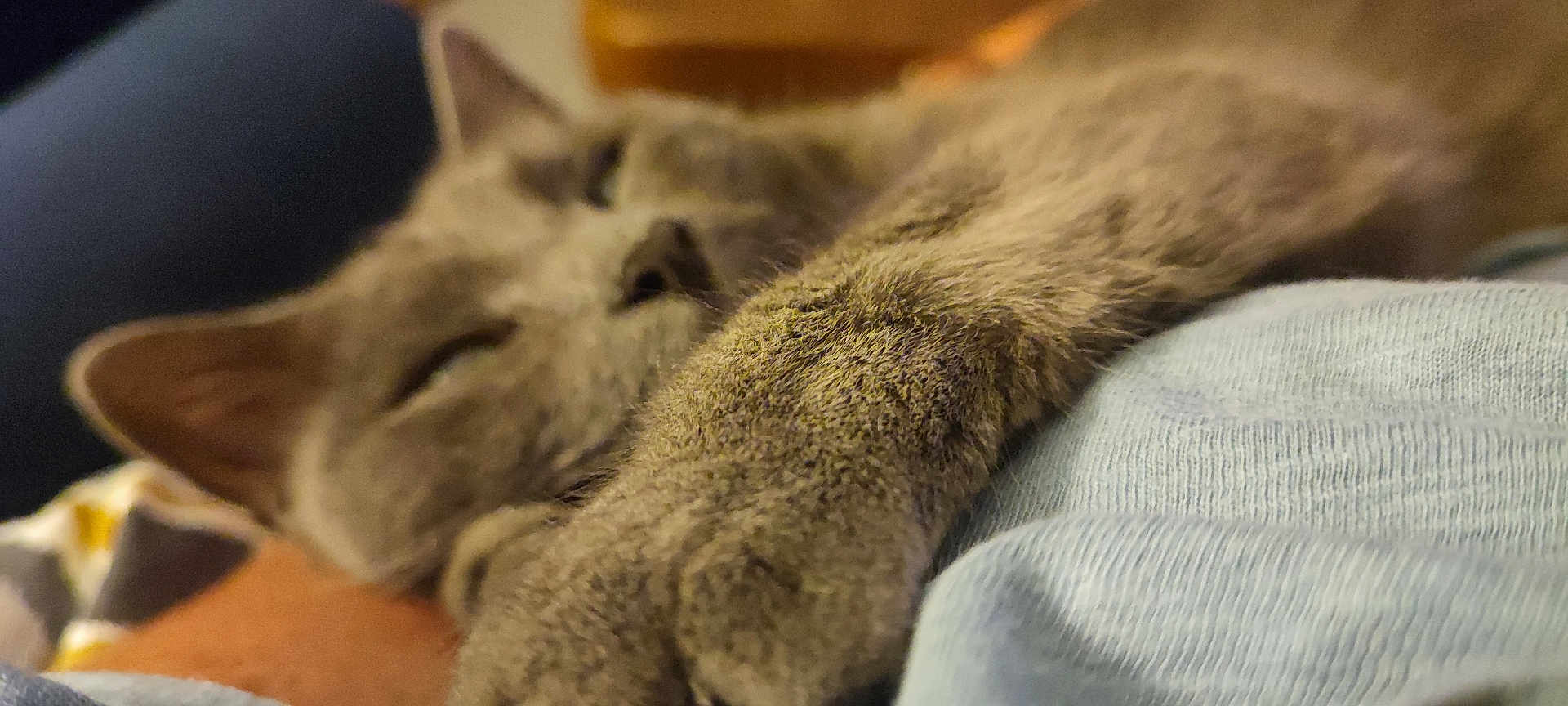 Titus a rejoint le concours — aidez-le/la à gagner de superbes lots ! cat, close_up, paw, fur, sleepy, relaxed, indoor, pet, animal, mammal, whiskers, ears, resting, soft, comfort, nap, cute, cozy, feline, domestic_cat