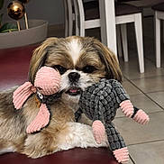 Tagada participe au concours pour gagner de l'argent avec cette photo : dog, toy, octopus, pet, indoor, furniture, floor, red_leather, cute, small_dog, fur, animal, playful, mouth, resting, white_chairs, home, cozy, tongue_out, texture