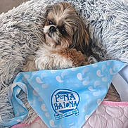 Tagada a rejoint le concours — aidez-le/la à gagner de superbes lots ! dog, fluffy, bed, blanket, bandana, blue, white, fur, pet, cute, relaxed, cozy, soft, pattern, text, indoor, comfort, resting, animal, small_dog