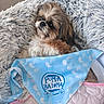 dog, fluffy, bed, blanket, bandana, blue, white, fur, pet, cute, relaxed, cozy, soft, pattern, text, indoor, comfort, resting, animal, small_dog