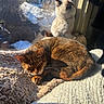 Zuma is registered to the contest to win money with this photo: cat, tabby_cat, plush_toy, window, blanket, sunlight, indoor, cozy, sleeping, pet, fur, resting, home, curtain, snow, outdoor_view, furniture, animal, soft_texture, daylight