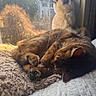 cat, tabby_cat, white_cat, sleeping, sitting, window, blanket, sunlight, indoor, pet, cozy, resting, fur, paw, curled_up, home, daylight, animal, soft_texture, relaxing