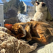 Zuma is registered to the contest to win money with this photo: cat, dog, window, sunlight, blanket, fur, resting, indoor, cozy, pet, animal, daylight, house, curtain, snow, tree, relaxation, bed, mammal, domestic