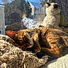 cat, dog, window, sunlight, blanket, fur, resting, indoor, cozy, pet, animal, daylight, house, curtain, snow, tree, relaxation, bed, mammal, domestic