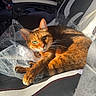 Zuma joined the competition — help win amazing prizes! cat, ginger_cat, gaming_chair, sunlight, indoor, plastic_wrap, pet, feline, relaxed, fur, whiskers, green_eyes, closeup, comfort, seat, animal, domestic, resting, portrait, household