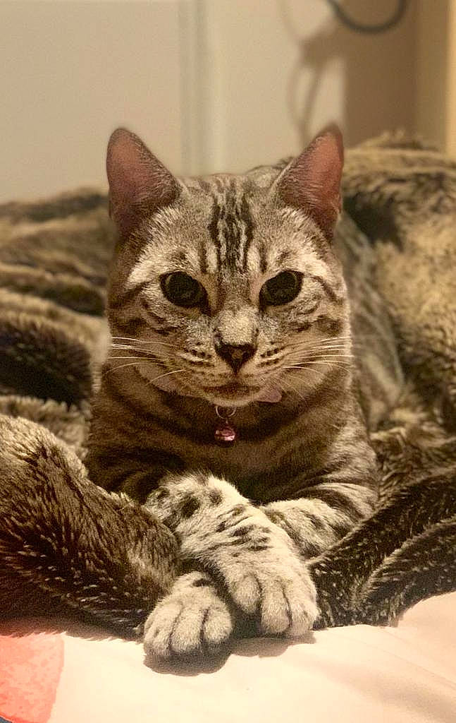 Freya joined the competition — help win amazing prizes! carnivore, cat, claw, comfort, domestic_short_haired_cat, felidae, fur, paw, sitting, small_to_medium_sized_cats, snout, terrestrial_animal, tree, whiskers, wildlife