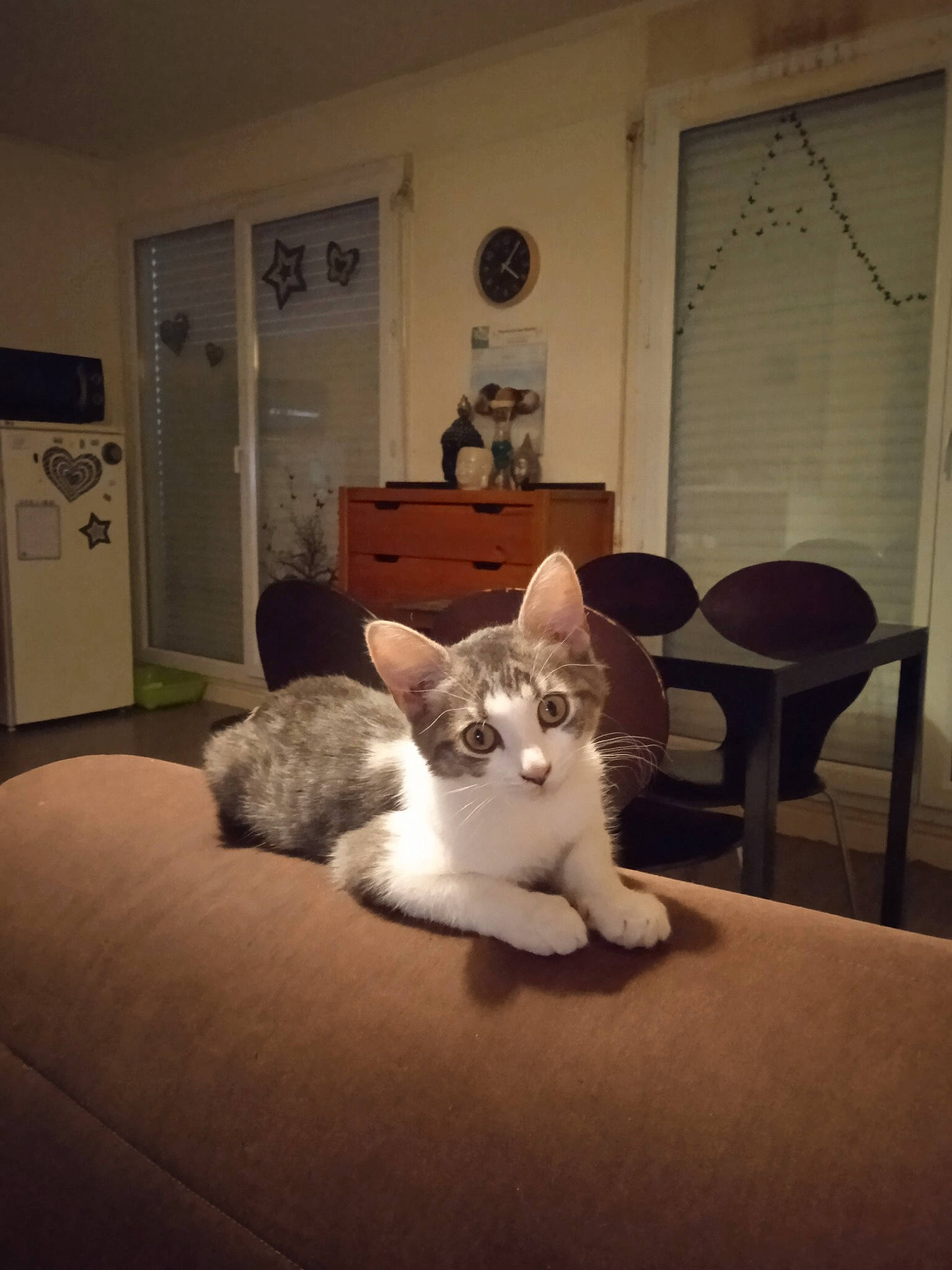 Choupie participe au concours pour gagner de l'argent avec cette photo : carnivore, cat, chair, comfort, couch, door, fawn, felidae, floor, flooring, furniture, grey, human_body, lamp, living_room, small_to_medium_sized_cats, table, tail, whiskers, wood