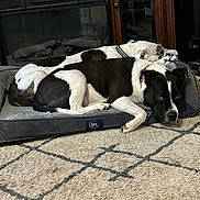 Chloe is registered to the contest to win money with this photo: dog, sleeping, bed, indoor, carpet, black_and_white, resting, pet, cozy, furniture, living_room, wooden_cabinet, fireplace, collar, two_dogs, floor, domestic_animal, relaxation, animal_bed, home