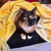 Catniss joined the competition — help win amazing prizes! black_fur, blanket, cat, close_up, couch, cozy, cushion, fur, furniture, green_eyes, home, indoor, paws, pet, portrait, sitting, soft_texture, tortoiseshell_cat, whiskers, yellow_blanket