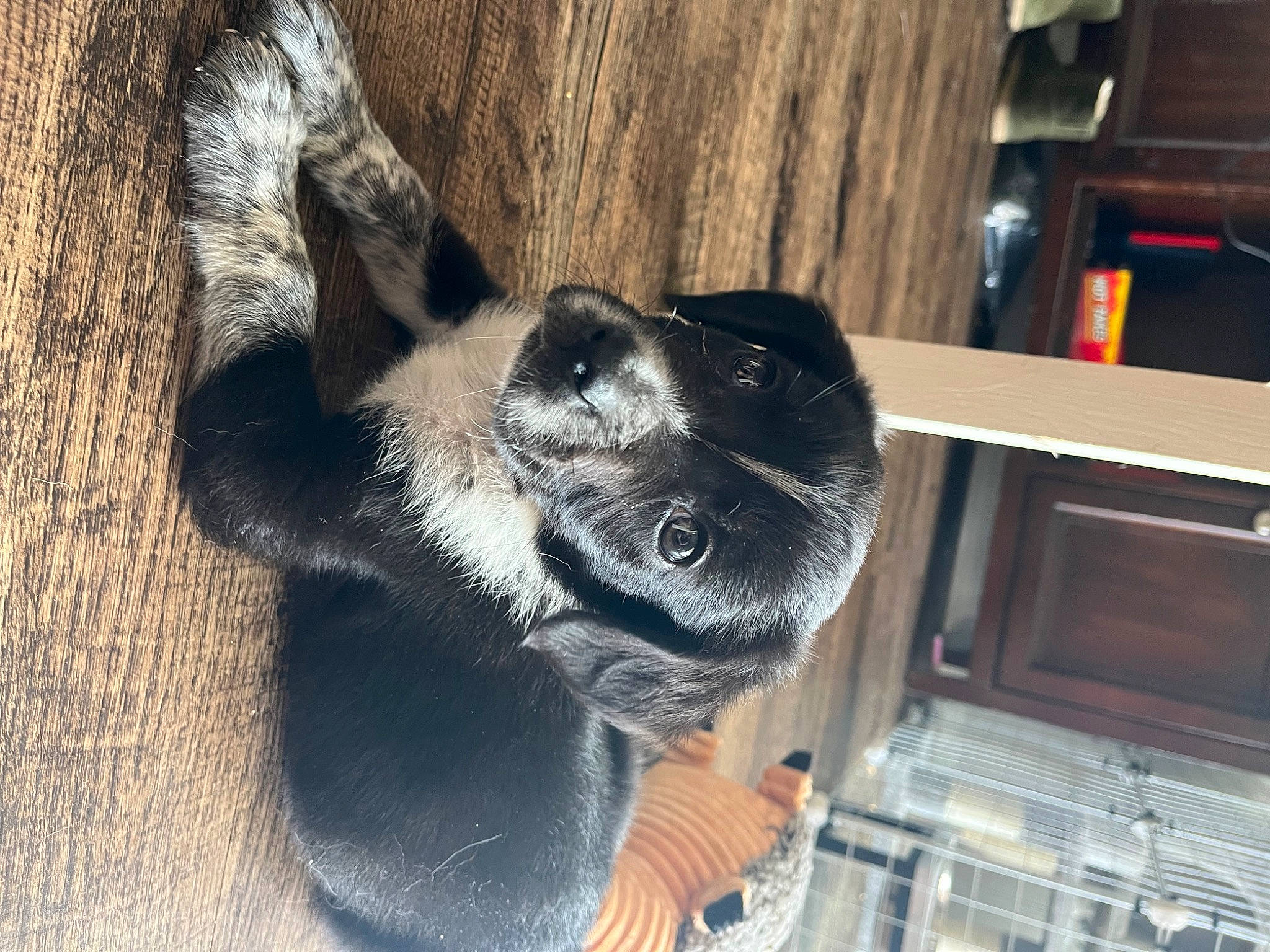 Cerby is registered to the contest to win money with this photo: canidae, carnivore, collar, companion_dog, dog, dog_breed, dog_collar, domestic_short_haired_cat, ear, fawn, foot, fur, non_sporting_group, paw, snout, sporting_group, tail, whiskers, wood, working_animal