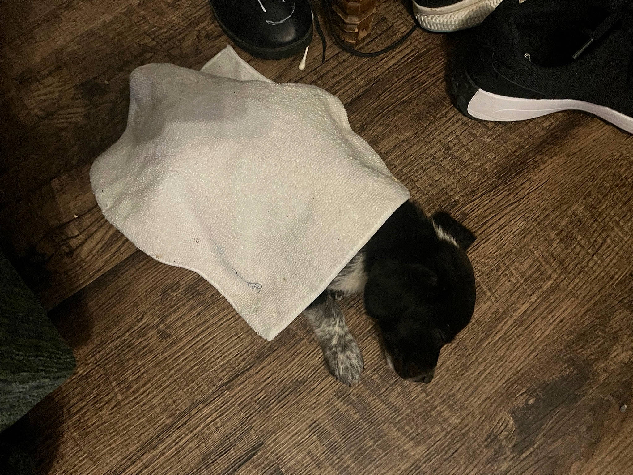 Cerby joined the competition — help win amazing prizes! canidae, carnivore, comfort, companion_dog, dog, dog_breed, fawn, flooring, fur, grey, hardwood, linens, small_to_medium_sized_cats, snout, sporting_group, tail, toy_dog, whiskers, wood, working_animal