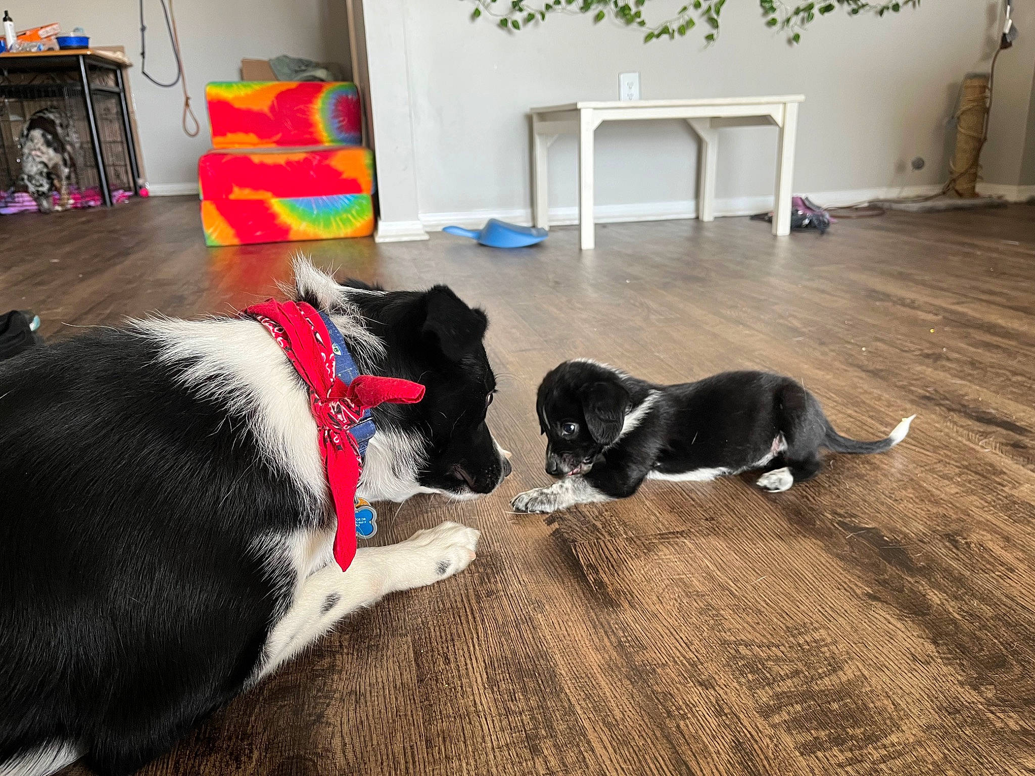 Cerby joined the competition — help win amazing prizes! carnivore, collar, comfort, companion_dog, dog, dog_breed, door_mat, event, floor, flooring, fur, hardwood, houseplant, plant, room, sporting_group, tail, wood, wood_flooring, working_animal