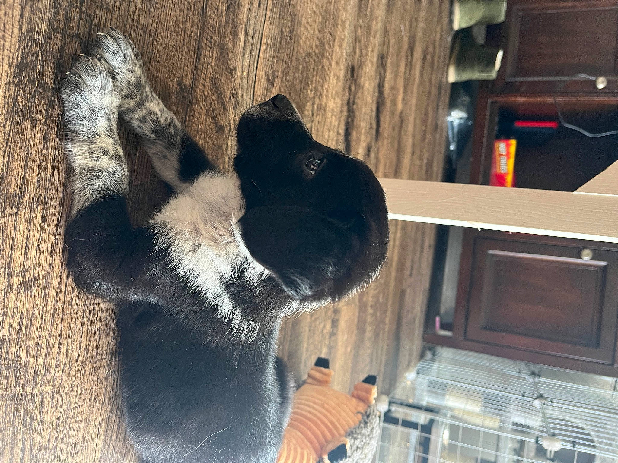 Cerby is registered to the contest to win money with this photo: canidae, carnivore, dog, dog_breed, domestic_short_haired_cat, fawn, felidae, foot, fur, guard_dog, hardwood, paw, small_to_medium_sized_cats, snout, sporting_group, tail, terrestrial_animal, whiskers, wood, working_animal