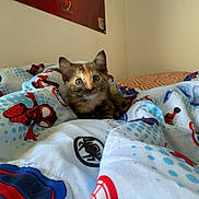 Iris joined the competition — help win amazing prizes! kitten, cat, tortoiseshell, blanket, spiderman, bed, poster, wall, indoor, cute, pet, fur, animal, young, comfort, cozy, curious, blue, red, pattern