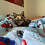 kitten, cat, tortoiseshell, blanket, spiderman, bed, poster, wall, indoor, cute, pet, fur, animal, young, comfort, cozy, curious, blue, red, pattern