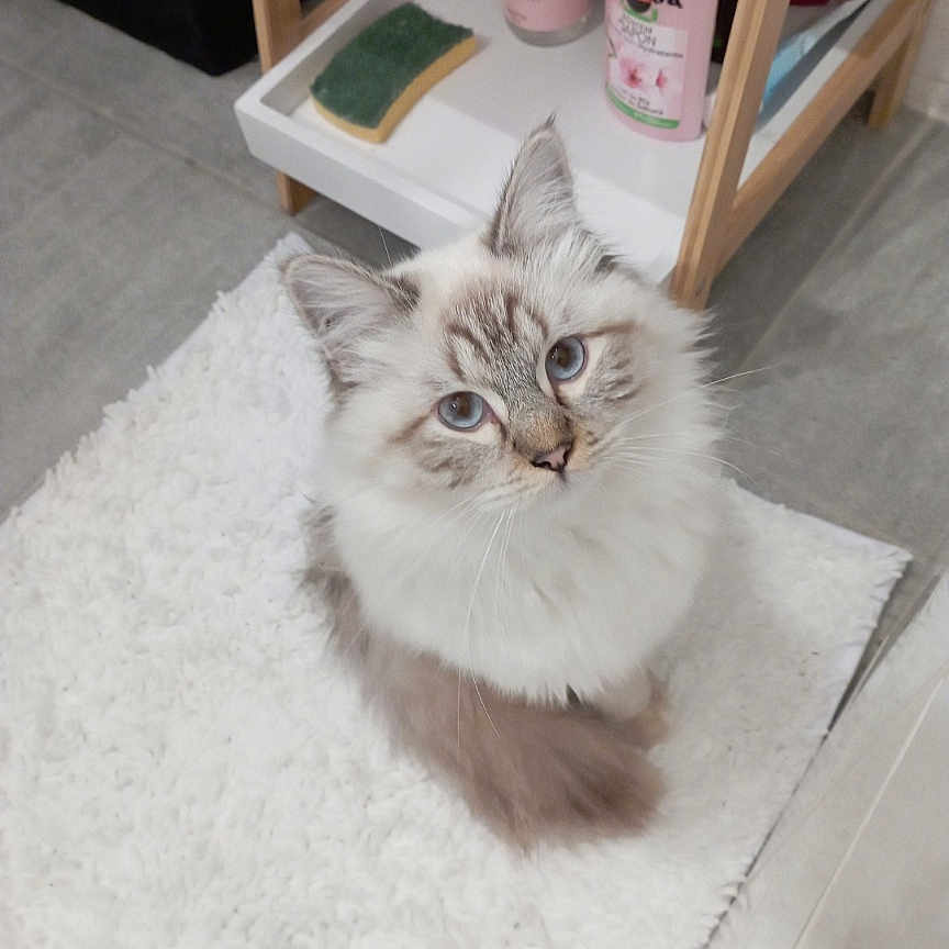 Mingo a rejoint le concours — aidez-le/la à gagner de superbes lots ! cat, fluffy, blue_eyes, white_rug, curious, indoor, pet, sitting, feline, cleaning_supplies, sponge, shelf, floor, home, domestic, cute, animal, fur, looking_up, cozy