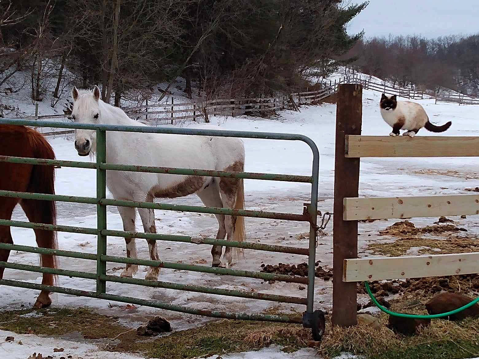 Cloud joined the competition — help win amazing prizes! fence, freezing, home_fencing, horse, landscape, mammal, natural_landscape, pasture, plant, ranch, rural_area, snow, split_rail_fence, terrestrial_animal, tree, vertebrate, wildlife, winter, wood, working_animal