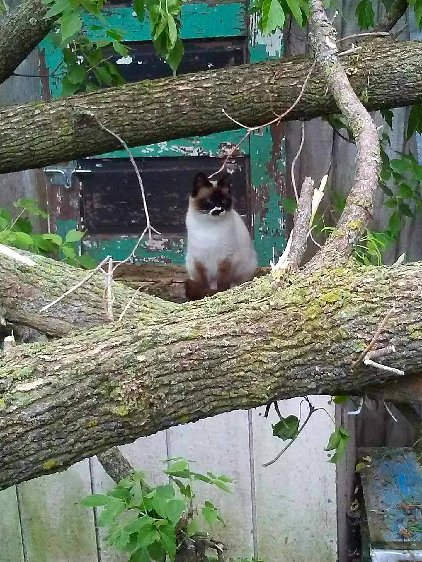 Cloud joined the competition — help win amazing prizes! botany, branch, carnivore, cat, domestic_short_haired_cat, fawn, felidae, fur, grass, groundcover, nature, plant, small_to_medium_sized_cats, tail, tree, trunk, twig, whiskers, wood, woody_plant