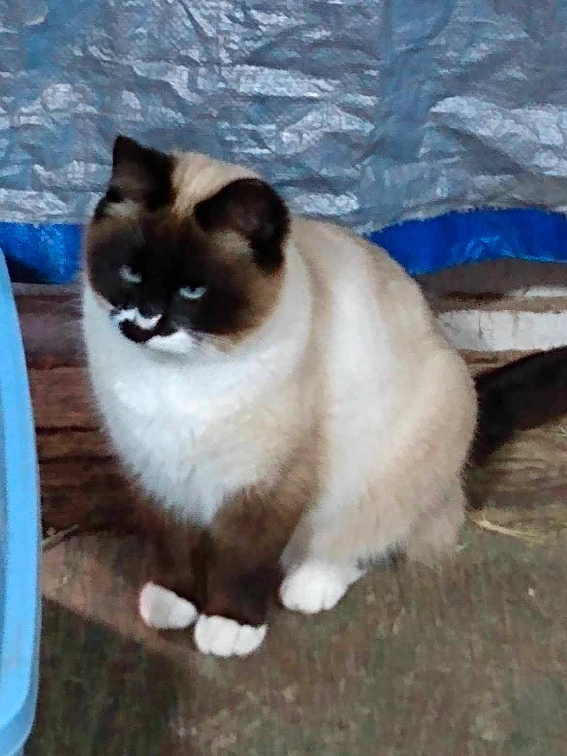 Cloud joined the competition — help win amazing prizes! birman, carnivore, cat, domestic_short_haired_cat, fawn, felidae, fur, siamese, sitting, small_to_medium_sized_cats, snout, tail, terrestrial_animal, whiskers, window