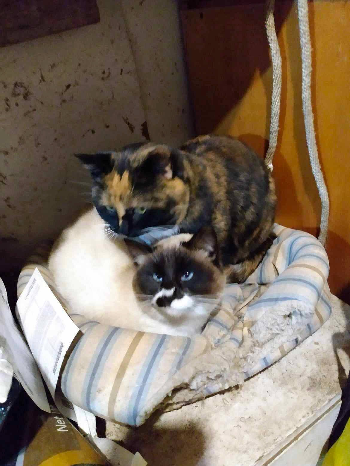 Josie is registered to the contest to win money with this photo: bag, balinese, carnivore, cat, cat_supply, chair, comfort, companion_dog, domestic_short_haired_cat, fawn, felidae, fur, siamese, sitting, small_to_medium_sized_cats, tail, terrestrial_animal, thai, tonkinese, whiskers