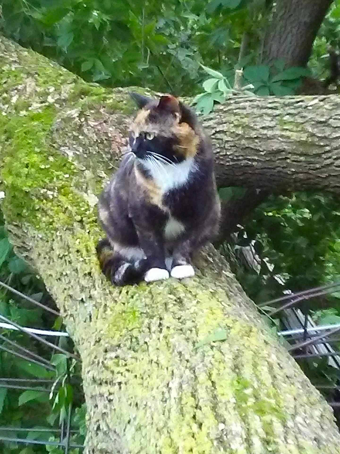 Josie joined the competition — help win amazing prizes! botany, branch, carnivore, felidae, forest, grass, jungle, leaf, nature, plant, small_to_medium_sized_cats, tail, terrestrial_animal, terrestrial_plant, tree, trunk, vegetation, wilderness, wood, woody_plant