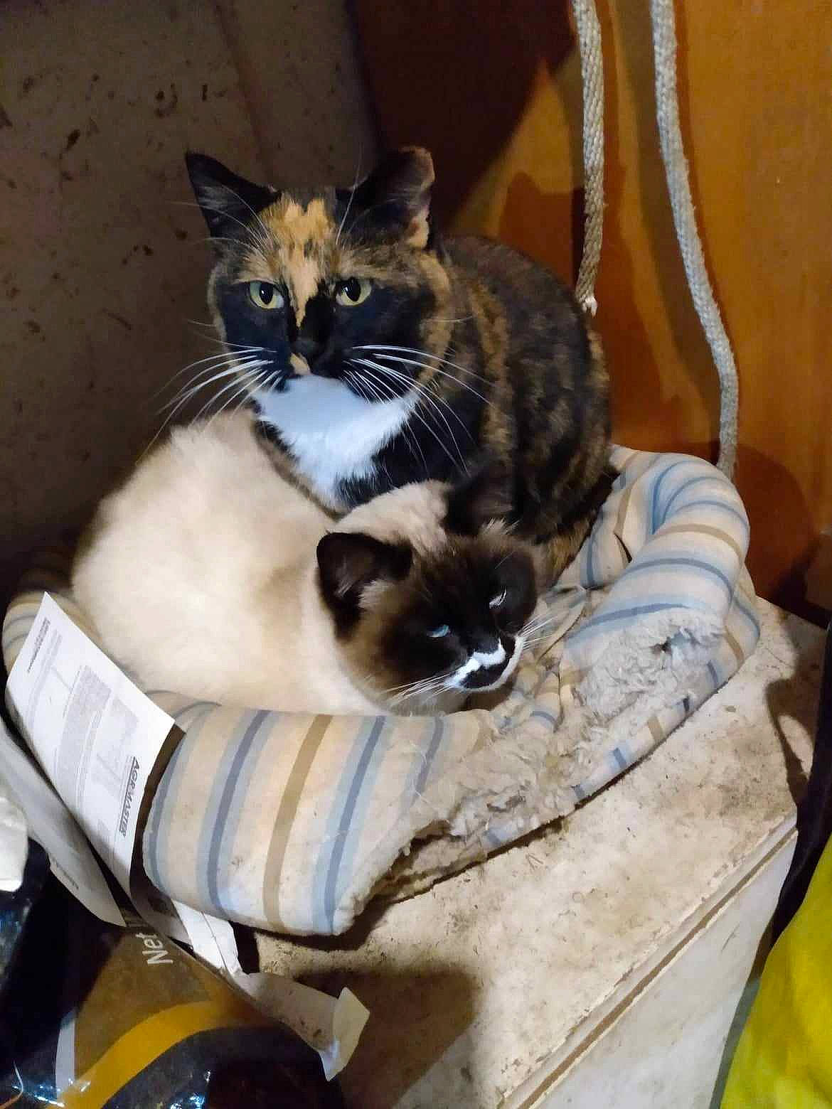 Josie joined the competition — help win amazing prizes! box, carnivore, cat, chair, comfort, domestic_short_haired_cat, fawn, felidae, fur, paw, sitting, small_to_medium_sized_cats, tail, thai, whiskers