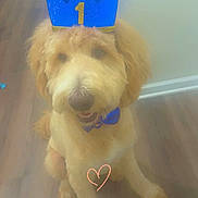 Royal is registered to the contest to win money with this photo: dog, crown, blue_crown, bow_tie, blue_bow_tie, fluffy_dog, pet, indoor, wooden_floor, heart_doodle, cute, sitting, animal, canine, smiling, furry, adorable, portrait, celebration, house